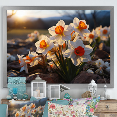 " Daffodils Field Sunset II "