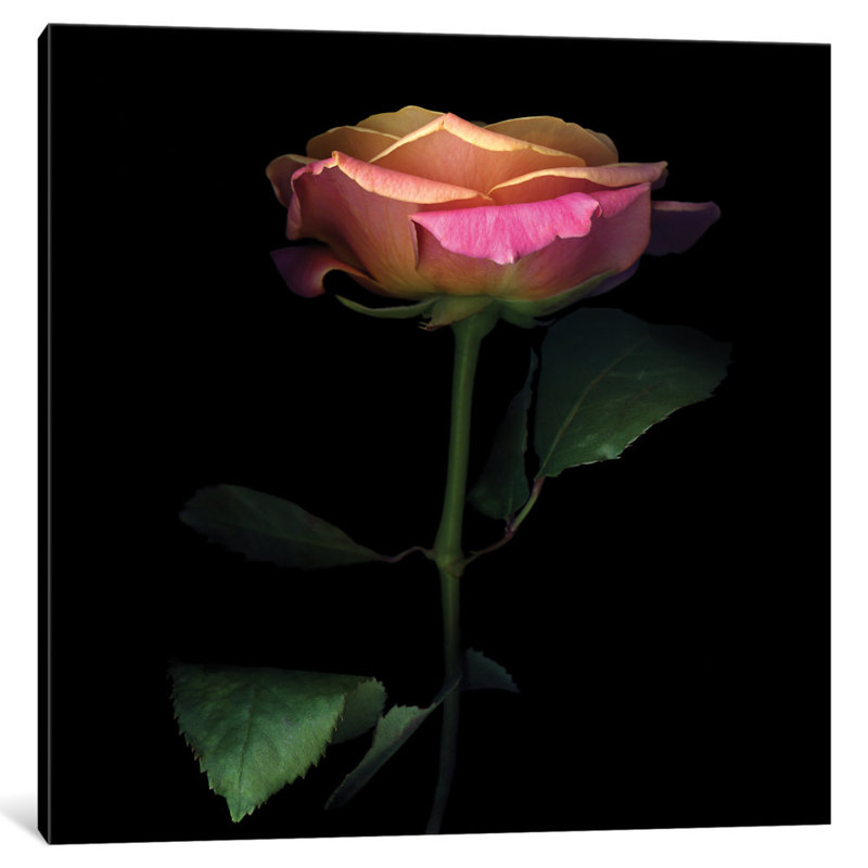 The Glowing Rose, reproduction de photo sur toile tendue, Papier d'art encadré noir, Blanc, H 24 po x l 24 po x P 1 po