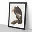 Californian Vulture by John Audubon - Picture Frame Painting Print-55513807-55513806