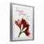 «Season's Greetings Holiday Amaryllis», reproduction sous verre encadrée, design par Albert Koetsier-1374817215-1374817090