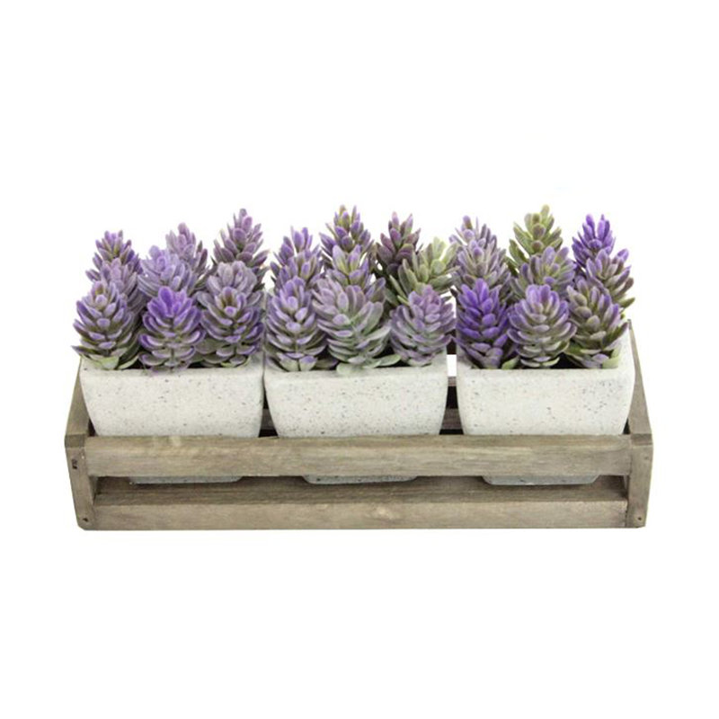 Succulent en pot summer, Violet