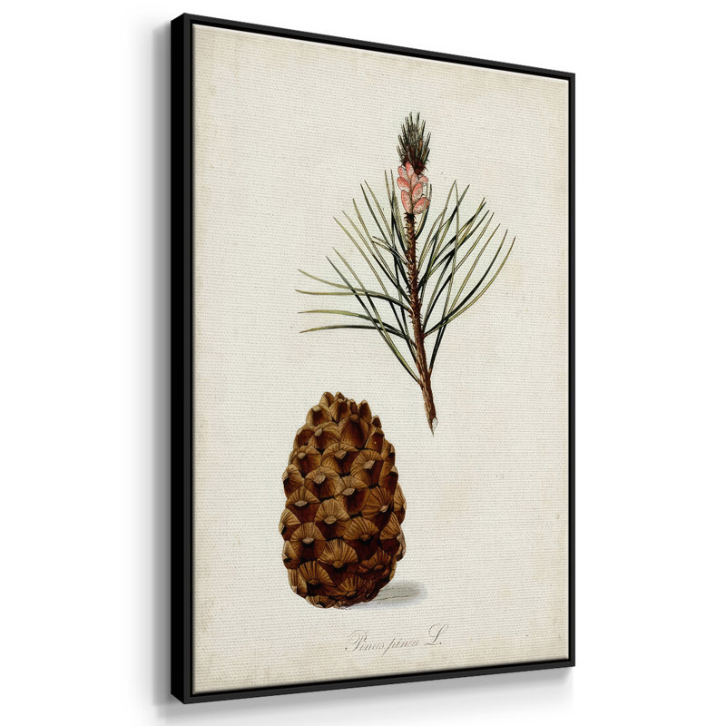 " Antique Tree Study V ", Black Framed, 25" H x 17" W x 1.5" D