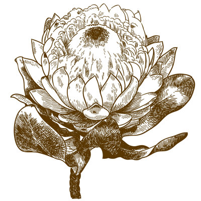Protea White Pride - reproduction d'art sur toile tendue