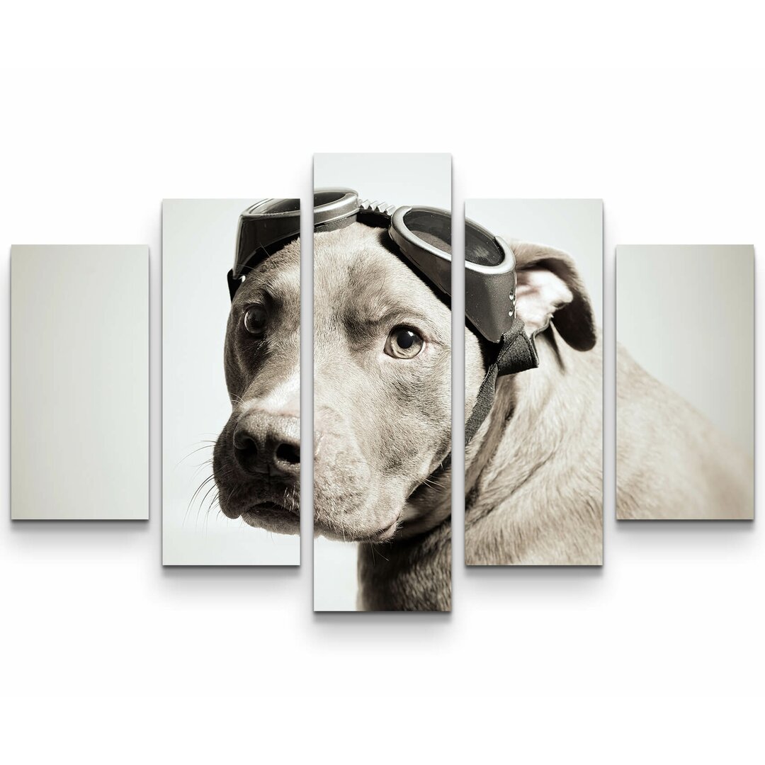 5-tlg. Leinwandbilder-Set Pitbull Portrait mit Pilotenbrille