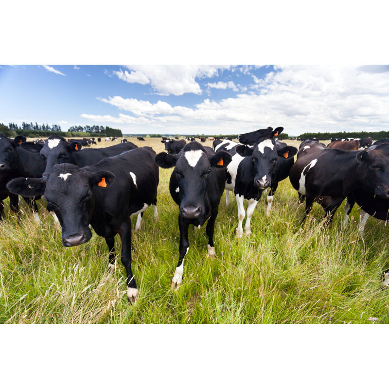 Dairy Cow On Grassy Field by Tbgrant - Wrapped Canvas Print, 30cm H x 46cm W