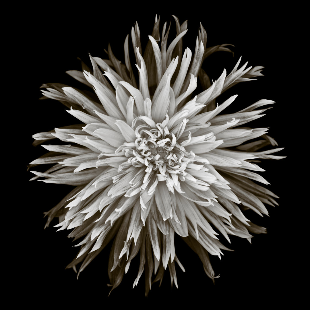 Monochrome Dahlia von OG - Leinwandbild im Wrapped Design