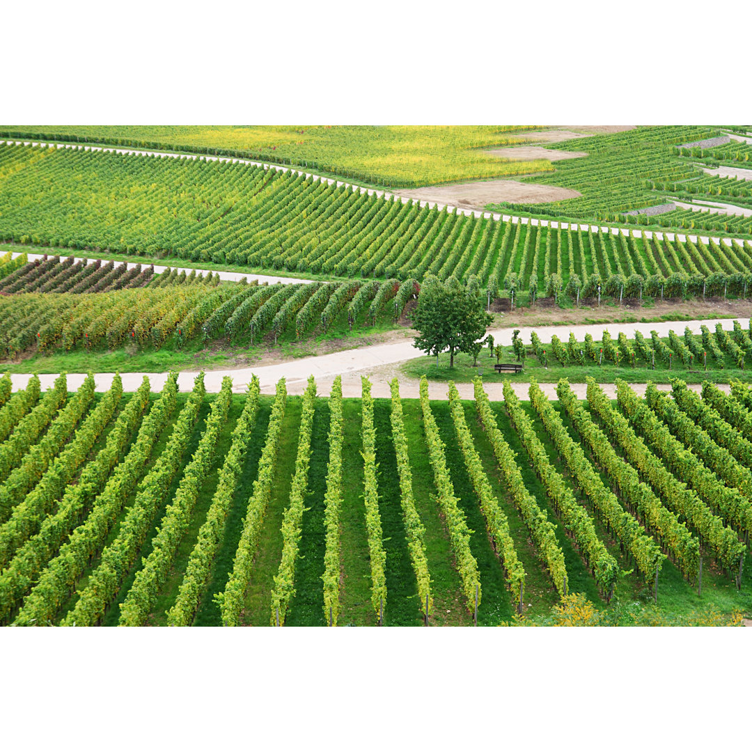 Looking Down On Vineyards von Knaupe - Druck auf Leinwand ohne Rahmen