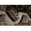 Tapis floral traditionnel 8 x 10, ambiance classique et élégante