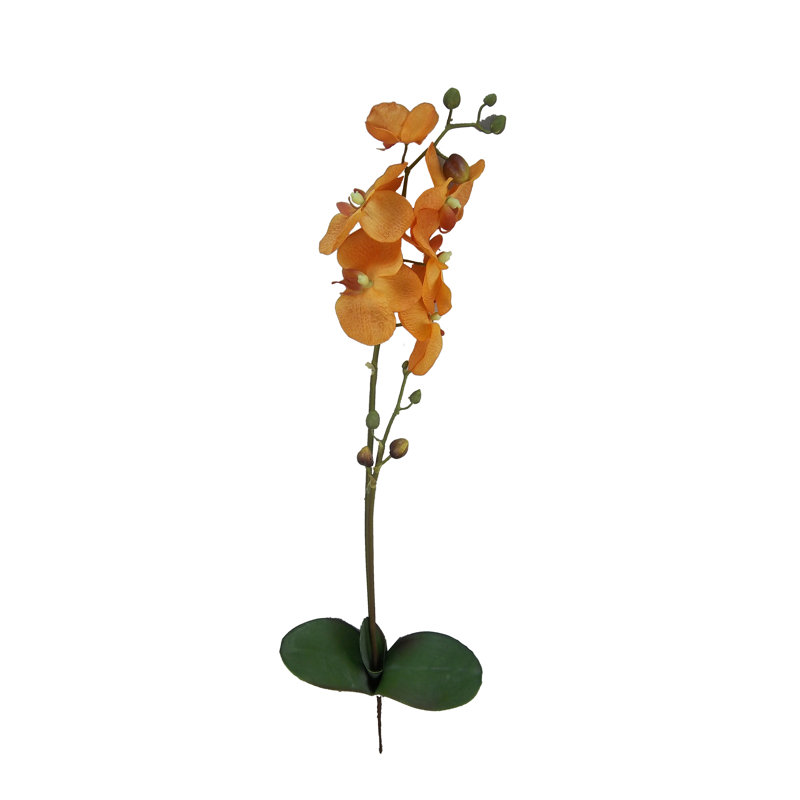 Tige orchidées, Orange