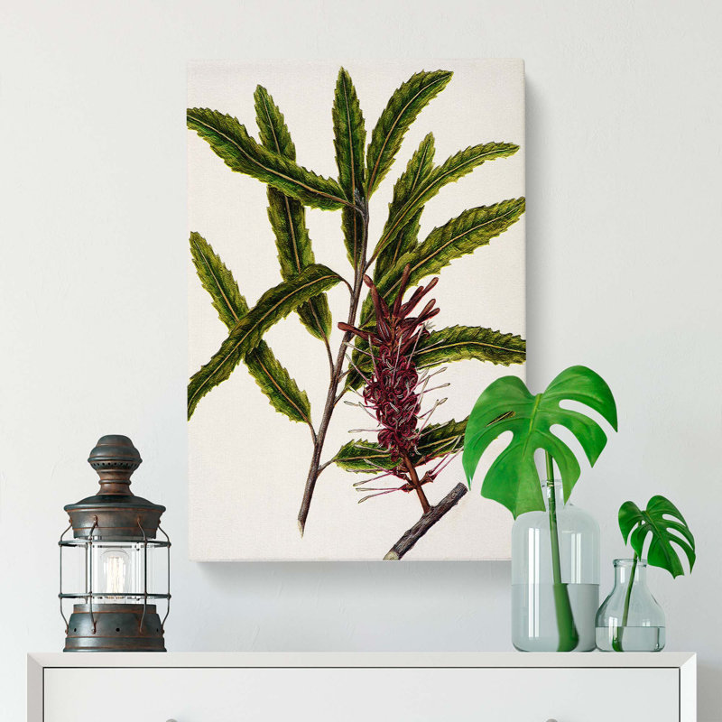Rewarewa Flowers by Sarah Featon - Wrapped Canvas, 50cm H x 35cm W x 3cm D