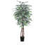 Sapin panaché ficus en pot