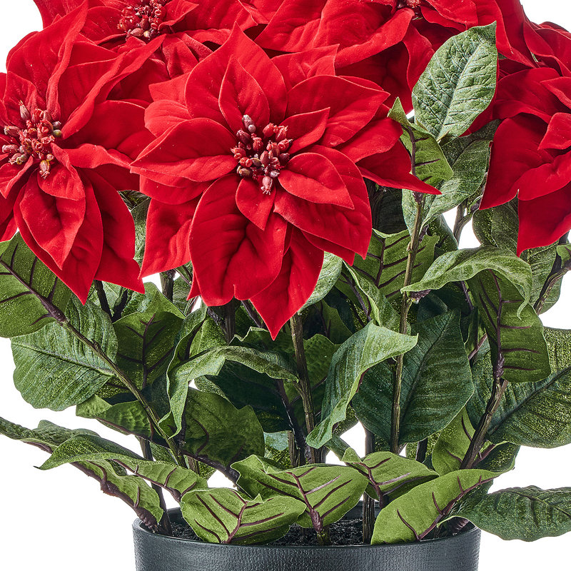 Poinsettia en velours UV 24 po