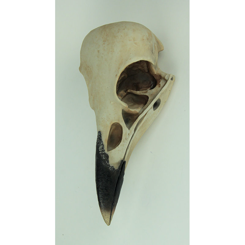 Hammonds gothic Corvus raven skull wall sculpture in cold-cast polyresin, aged bone beige with black beak — 15.75" H x 7.75" W x 5.25" D