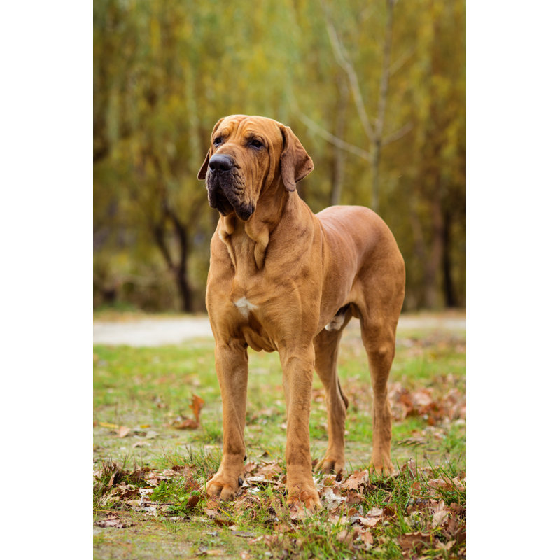 Sudheer Dog - Wrapped Canvas Print, 30cm H x 20cm W x 3.8cm D