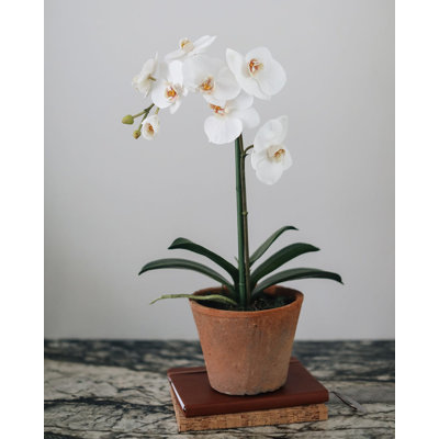 Faux Orchid in Terracotta Pot 19"