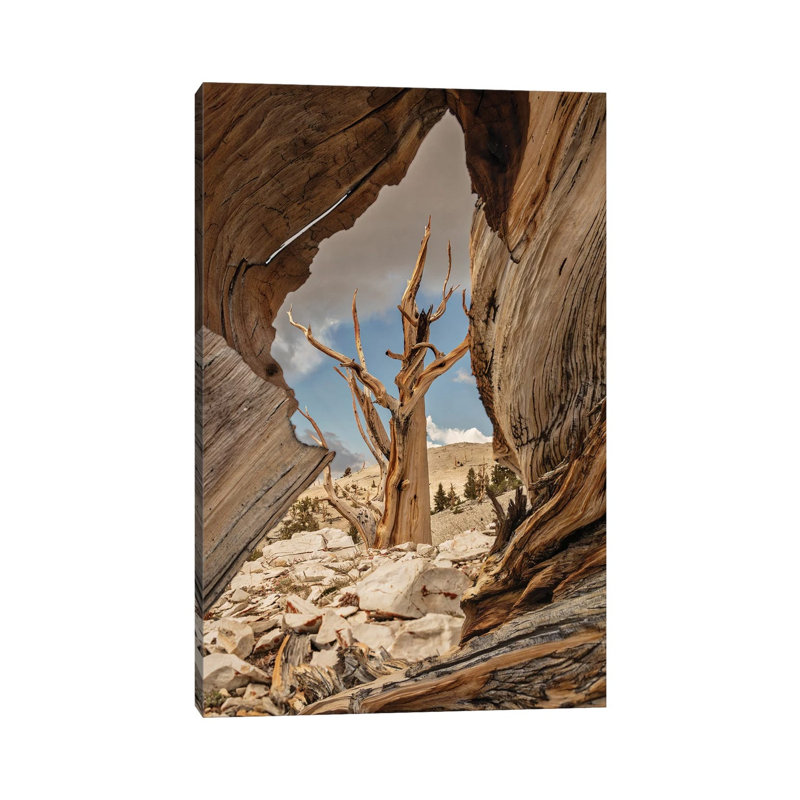 Usa, Eastern Sierra, White Mountains, Bristlecone Pines 1 Piece Wrapped Canvas Wall Art, 30.48cm H x 20.32cm W x 1.91cm D