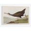 « scolopaceus courlan », impression sur toile-28626482-72450020-72450033
