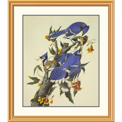 Blue Jay by John James Audubon Framed Painting Print
