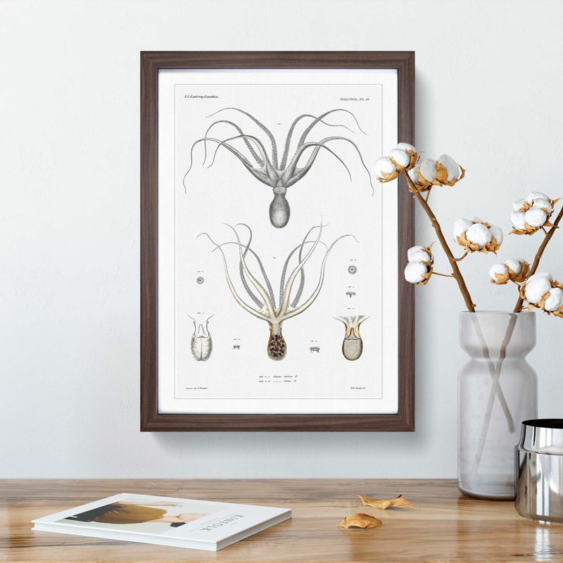 Octopus Illustration by A.A. Gould - Picture Frame Painting Print, Walnut Framed, 65cm H x 48cm W x 2cm D