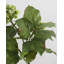 Hortensia double bleu 91 cm-509150671