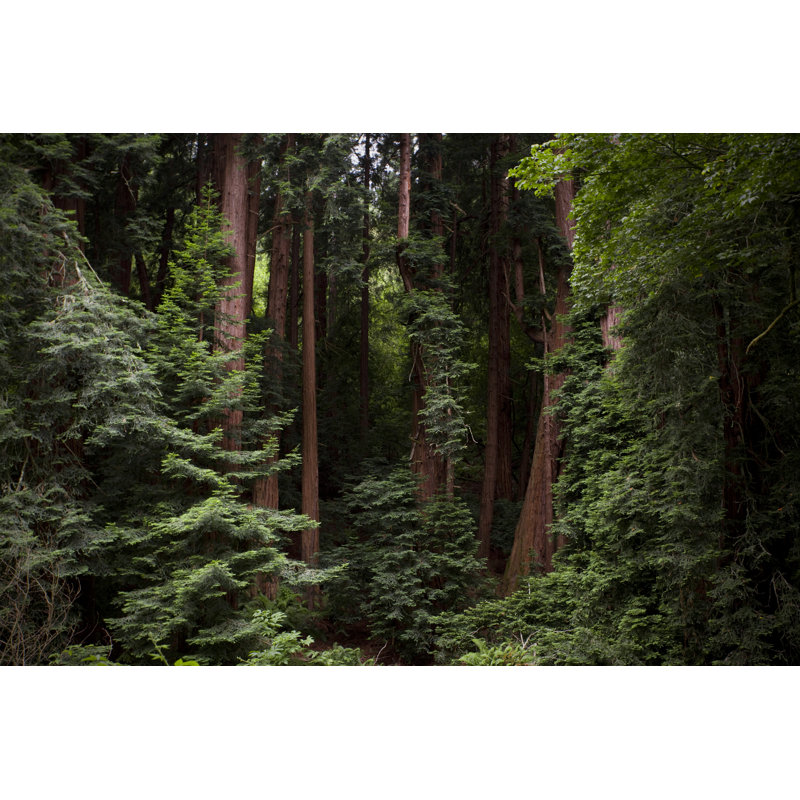 Redwood Forest by Rpsycho - No Frame Art Prints on Canvas, 51cm H x 76cm W