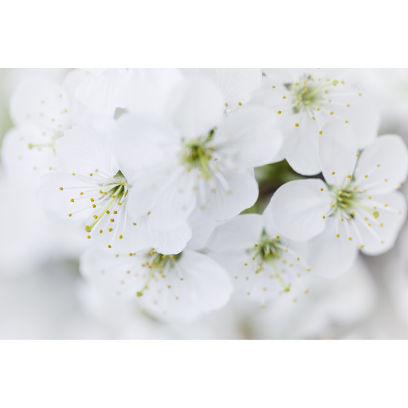 Spring Blossoms by Adam Smigielski - Wrapped Canvas Print, 30cm H x 46cm W x 3.8cm D