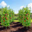 6-pack Adjustable Tomato Cages For Garden Plant Support, Up To 48" Plant Stakes And Trellis Set