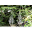 Spruce Evergreen-130438601