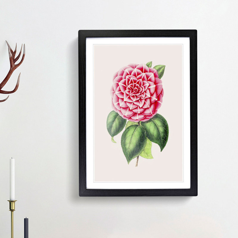 Pink Japanese Camellia Illustration - Picture Frame Painting Print, 48cm H x 36cm W x 2cm D, Black Framed