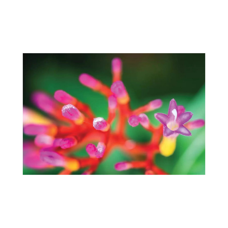 Close Up Of Pink Flower by Glauco Meneghelli - Wrapped Canvas Print, 101.6 cm H x 66.04 cm W