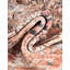  Tapis Cyra Boutique-126097756