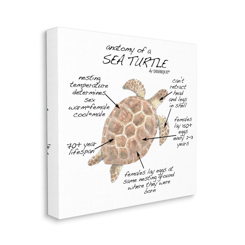 Sea Turtle Anatomy Chart Wood Frame Canvas Art, 24" x 24"