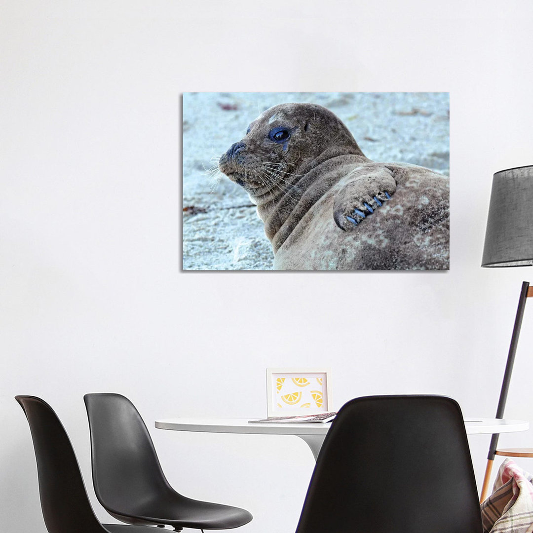 Seal Pup by Brian Wolf - Wrapped Canvas Print
