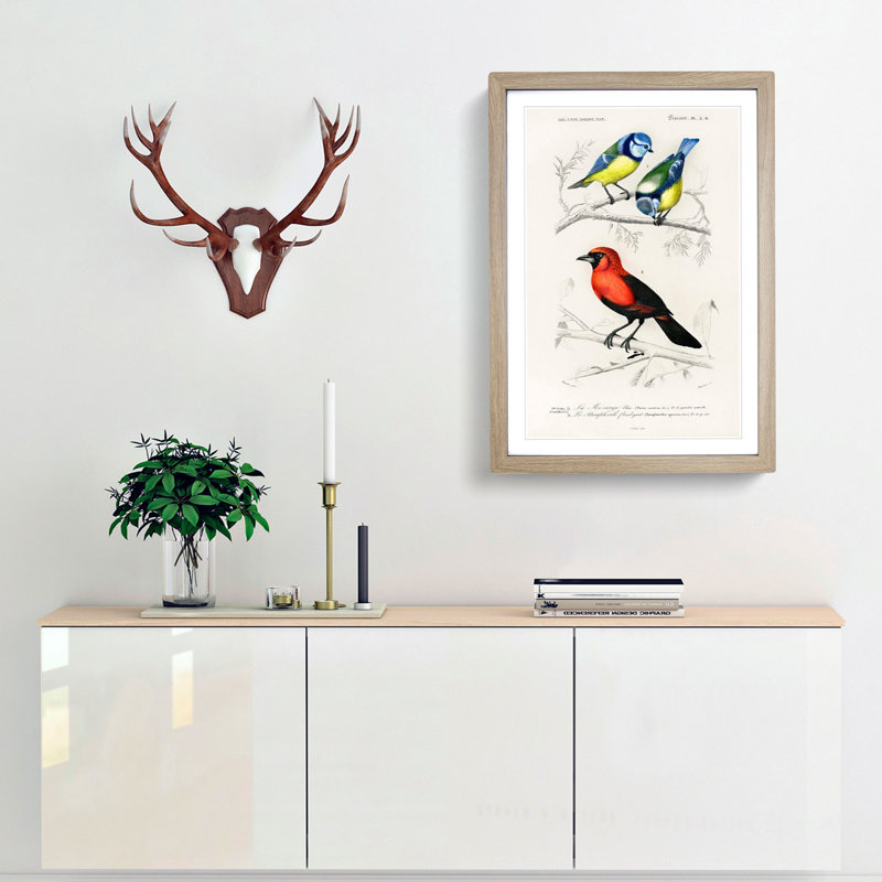 Bird Illustrations PL. 3B by Charles D' Orbigny - Single Picture Frame Painting, 45cm H x 33cm W x 2cm D, Oak Framed