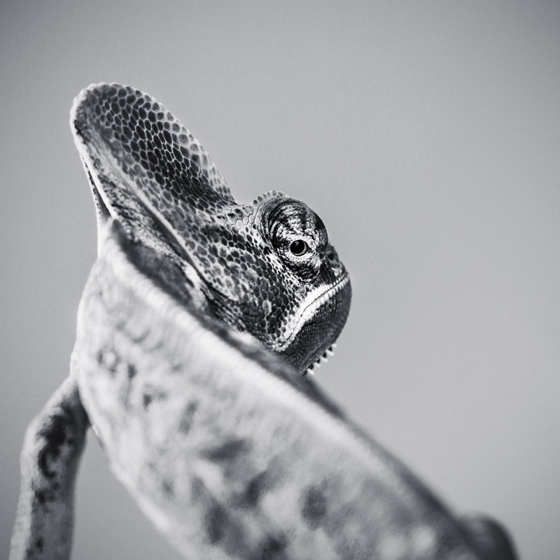 Cute Chameleon Black And White Portrait by SensorSpot - Wrapped Canvas Print, 76cm H x 76cm W x 3.8cm D