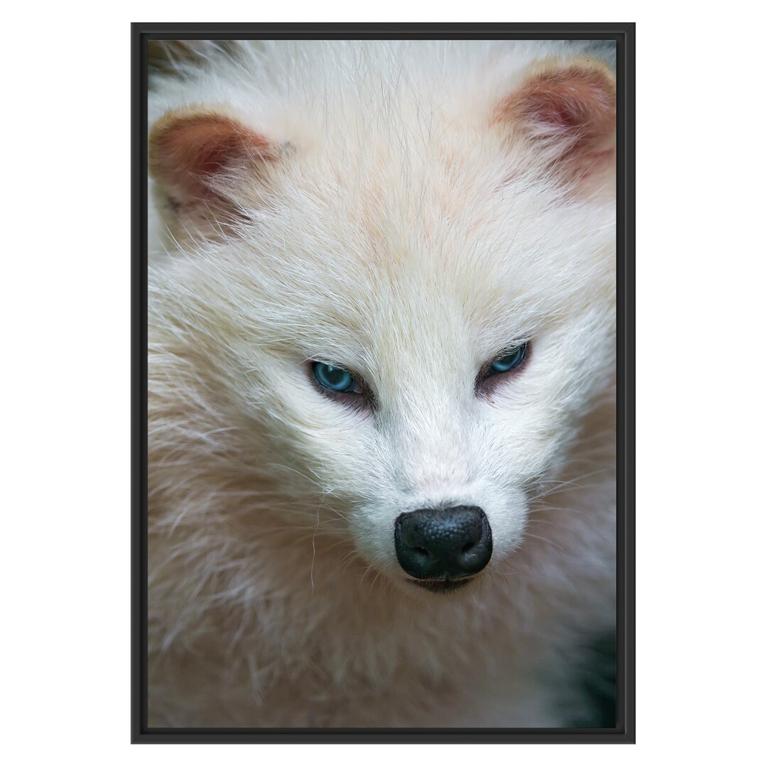 Gerahmtes Holzbild Little Arctic Fox