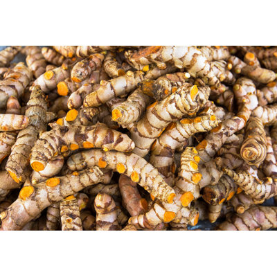 Turmeric by Phanasitti - Wrapped Canvas Print