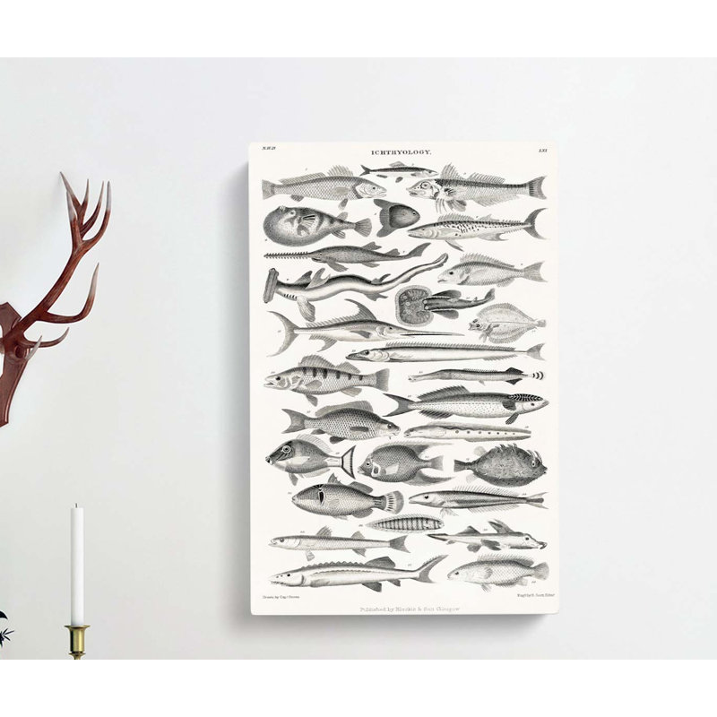 Study of Fish LXL by Oliver Goldsmith - Wrapped Canvas Drawing - Wrapped Canvas, 91cm H x 60cm W x 3cm D