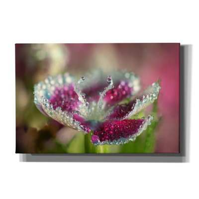 Macro Flowers 05 par Gordon Semmens