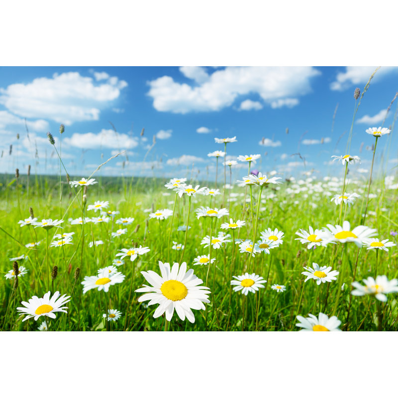 Field Of Summer Flowers by IakovKalinin - Wrapped Canvas Print, 81cm H x 122cm W x 3.8cm D