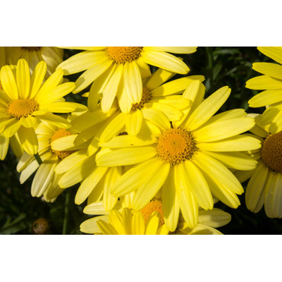 Arnica flower 1 Piece Wrapped Canvas Wall Art