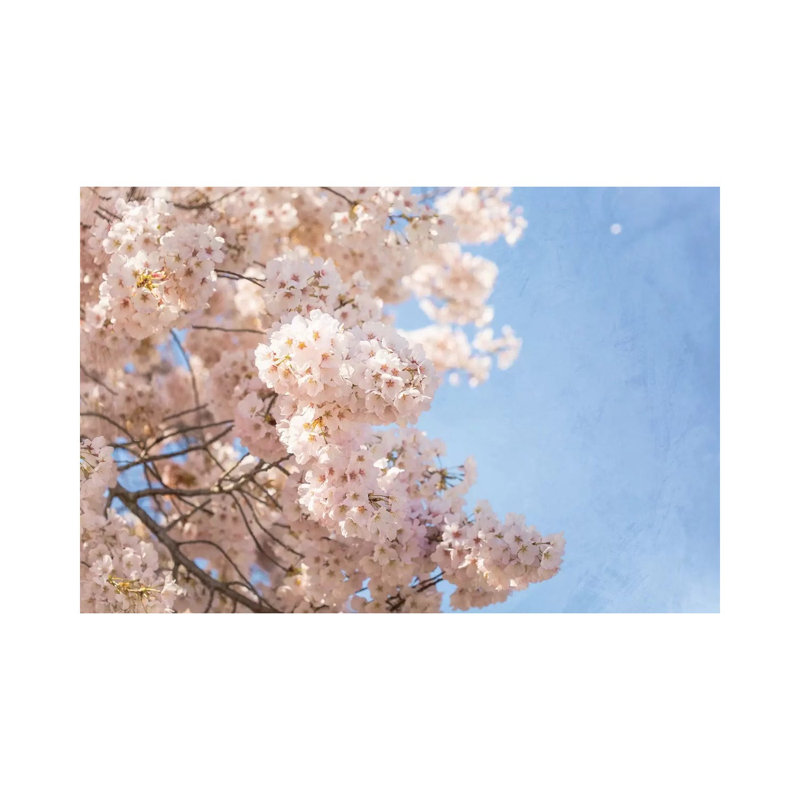 Cherry Blossoms 1 Piece Wrapped Canvas Wall Art, 20.32 cm H x 30.48 cm W