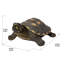 Figurine turtle tacheté