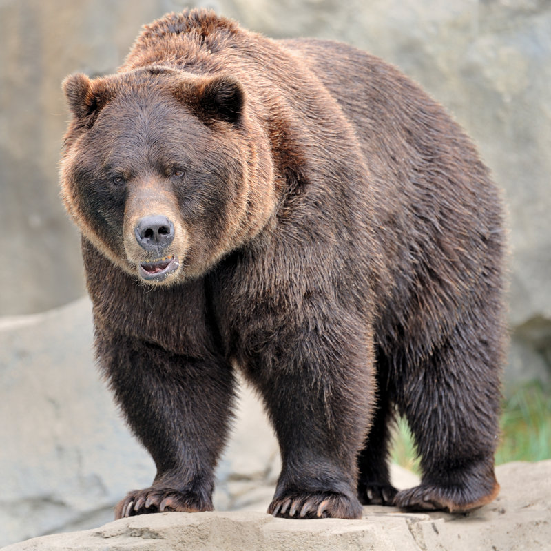 Grizzly Bear by Gnagel - Wrapped Canvas Print, 30Cm H x 30Cm W