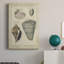 «Vintage Shell Study II», impression sur toile tendue-555870760