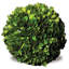 Nigel 6'' Boxwood Plant