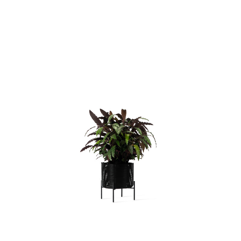 Ivo Plant Stand
