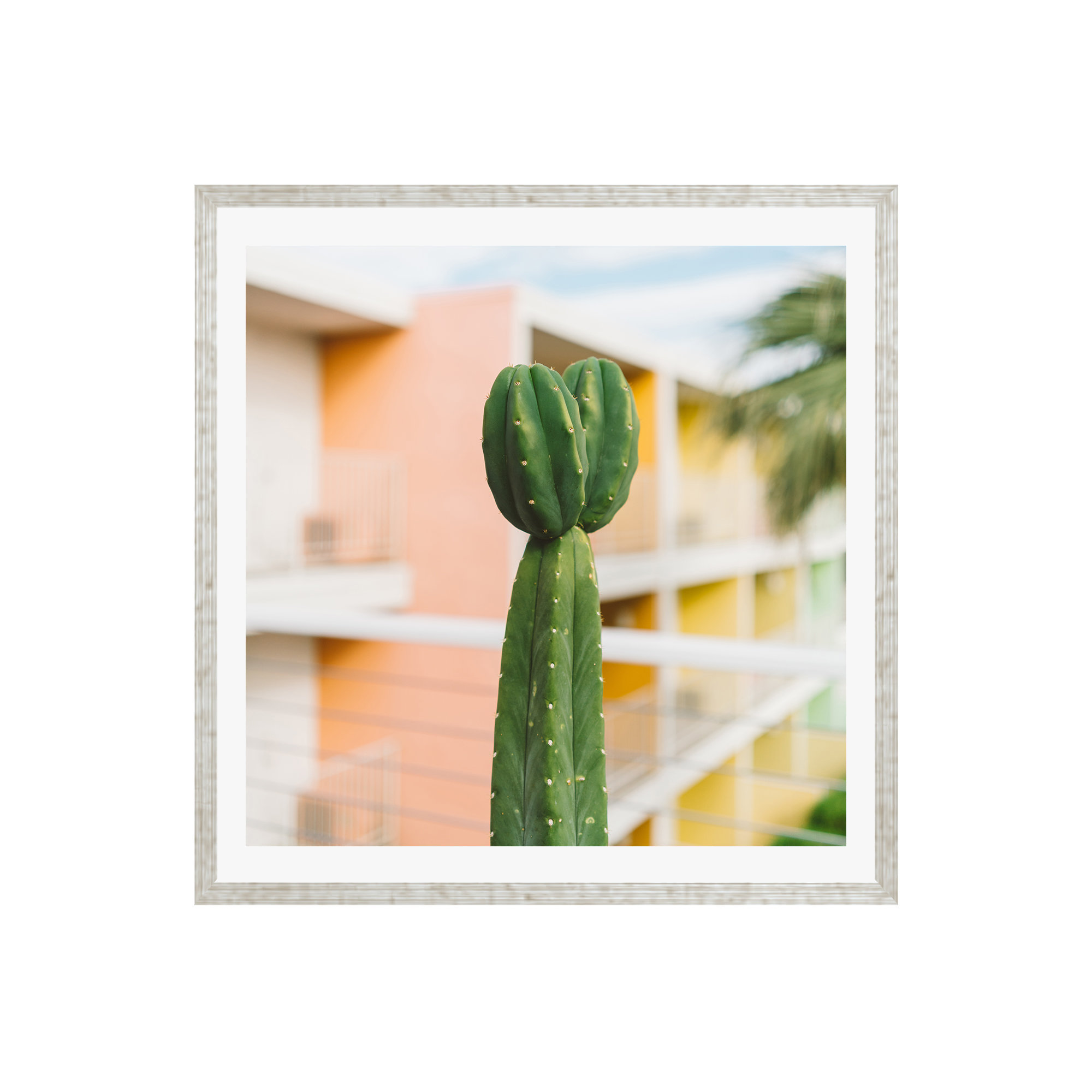 Palm Springs Cactus II by Bethany Young Photography, Yes, Silver Single Picture Framed, 36" H x 36" W x 0.75" D