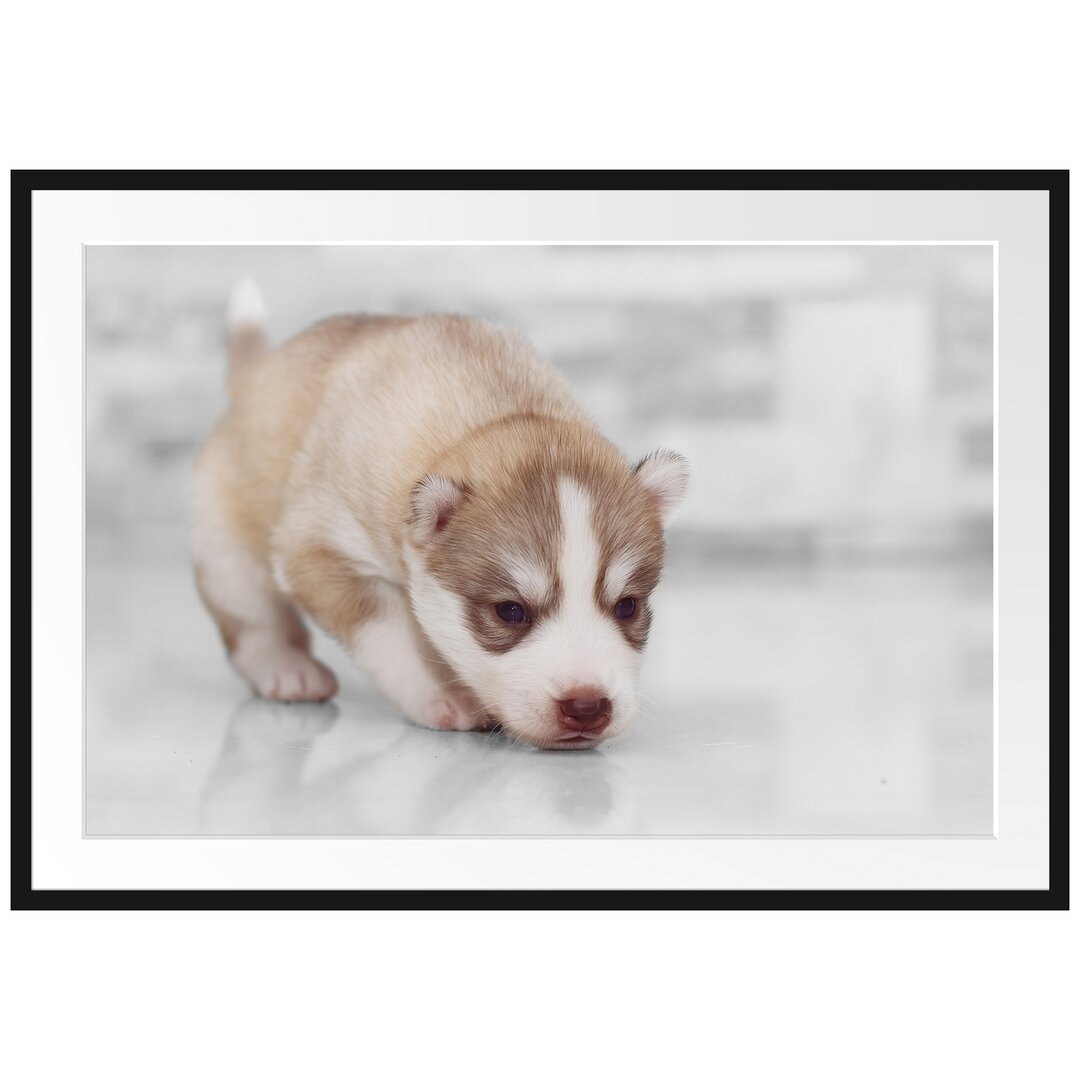 Gerahmter Fotodruck "Husky-Welpe