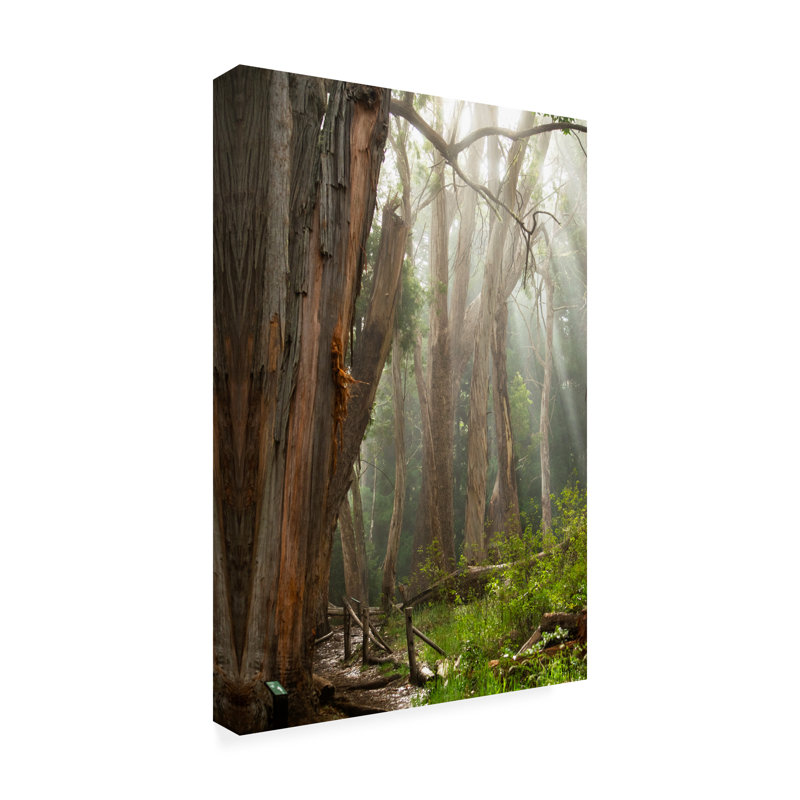 Eucalyptus Forest Landscape Canvas Print in Brown and Green